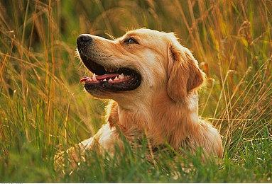 《Battledroid》开启众筹 自动化战斗现代战争模拟器